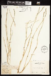 Muhlenbergia richardsonis image