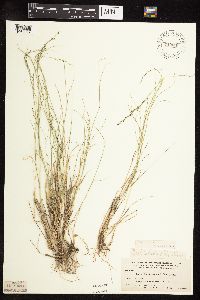 Muhlenbergia richardsonis image