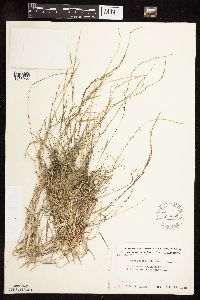 Muhlenbergia schreberi image