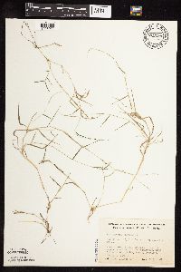 Muhlenbergia schreberi image