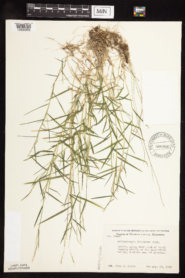 Muhlenbergia schreberi image