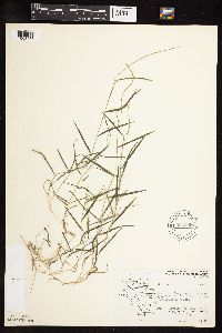 Muhlenbergia schreberi image