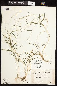 Muhlenbergia schreberi image