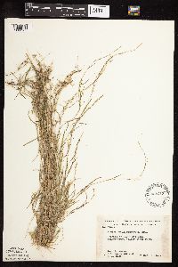 Muhlenbergia schreberi image