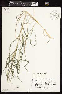 Muhlenbergia mexicana image