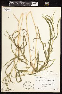Muhlenbergia frondosa image