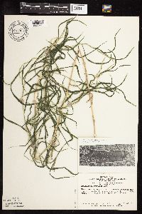 Muhlenbergia frondosa image