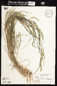 Muhlenbergia mexicana image