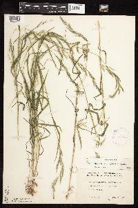 Muhlenbergia mexicana image
