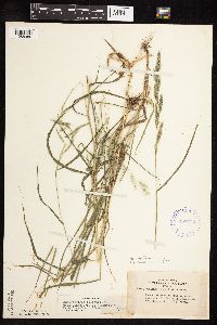 Muhlenbergia mexicana image