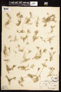 thumbnail image of current specimen