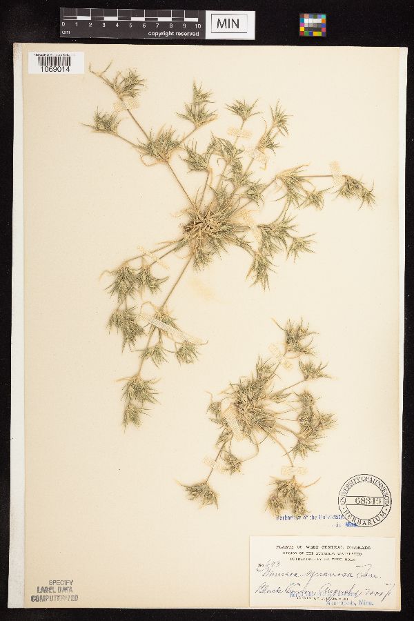 Munroa squarrosa image