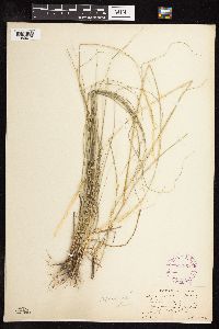 Nassella viridula image