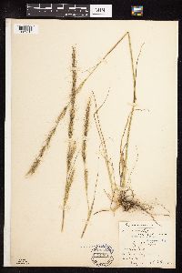 Nassella viridula image