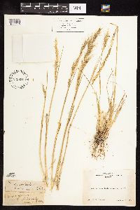 Nassella viridula image