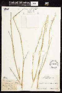 Nassella viridula image