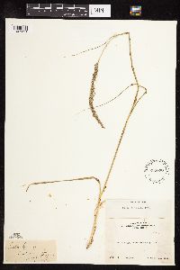 Nassella viridula image