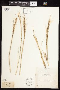 Nassella viridula image