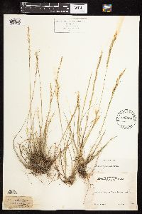 Nassella viridula image