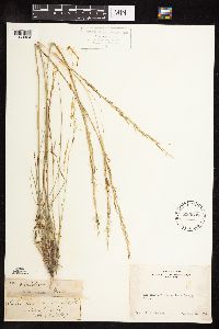 Nassella viridula image