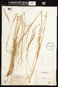 Nassella viridula image