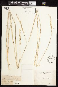 Nassella viridula image