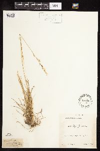 Nassella viridula image