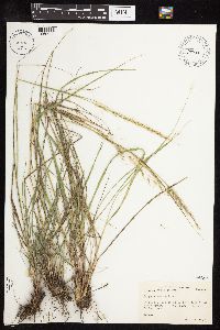 Nassella viridula image