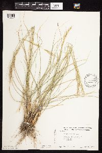 Nassella viridula image