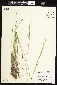 Nassella viridula image