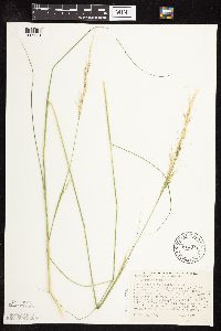 Nassella viridula image