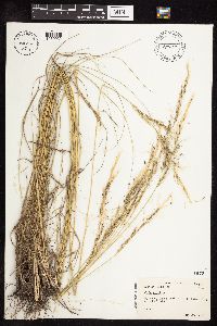 Nassella viridula image