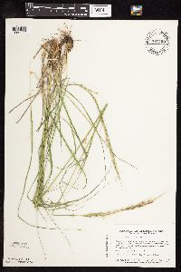 Nassella viridula image