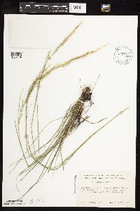 Nassella viridula image