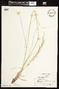 Nassella viridula image