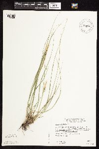 Nassella viridula image