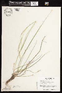 Nassella viridula image