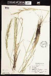 Nassella viridula image