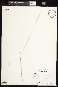 Nassella viridula image