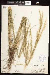 Nassella viridula image