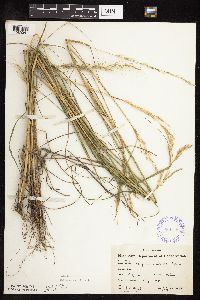 Nassella viridula image