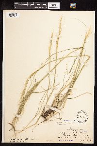 Nassella viridula image