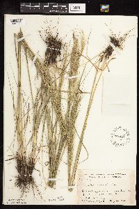 Nassella viridula image