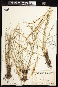 Nassella viridula image