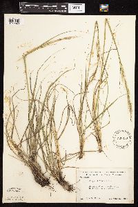 Nassella viridula image