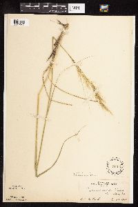 Nassella viridula image