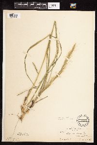 Nassella viridula image