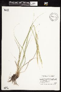 Nassella viridula image