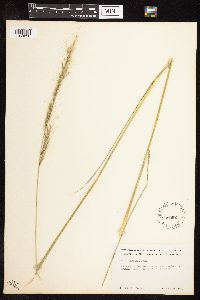 Nassella viridula image