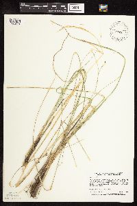 Nassella viridula image